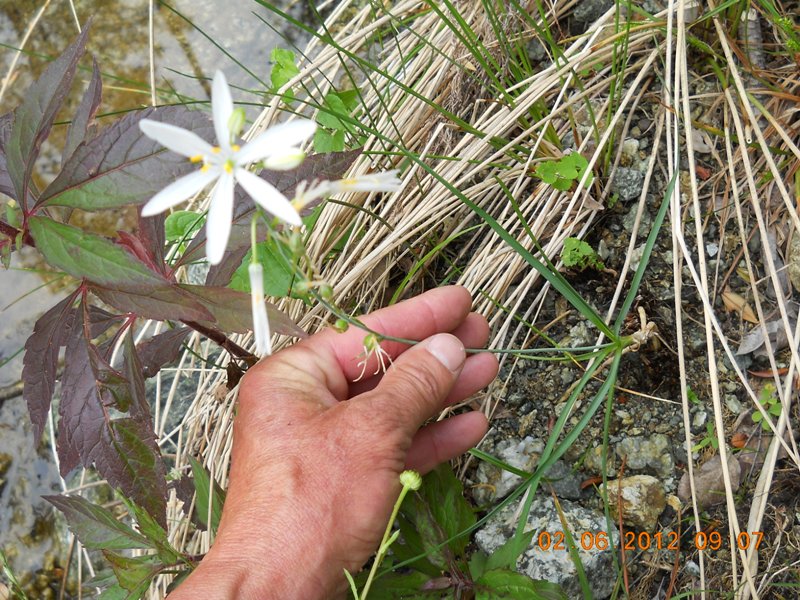 Anthericum liliago / Lilioasfodelo maggiore